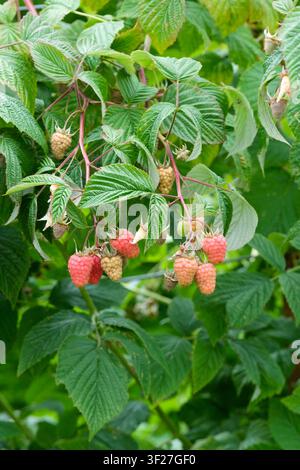 Rubus idaeus Tulameen, raspberry Tulameen, ripening fruit on the cane Stock Photo