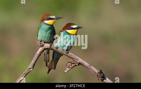 A pair of colorful European bee-eaters (Merops apiaster) sitting close together on a dry tree branch against a soft green background in wild nature Stock Photo