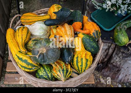 Rustic wicker basket filled with striped decorative gourds in yellow, green, orange, white, and dark tones. Stock Photo