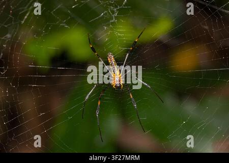 Female Giant Golden-orb Spider (Nephila pilipes) on its web, Far North Queensland, Australia Stock Photo