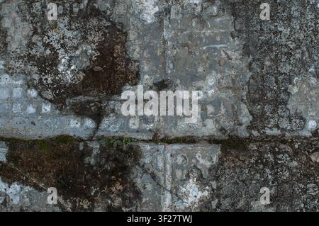 Close up of cracked and weathered concrete tiles with grunge texture, peeling paint, and moss, showing urban decay and rustic surface patterns Stock Photo