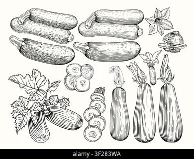 Zucchini set. Vector sketch illustration of farm vegetables. Stock Vector