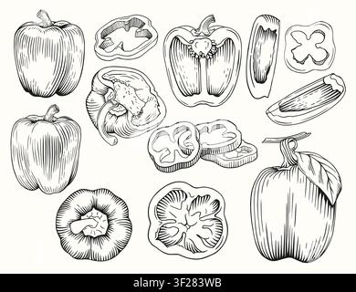 Bell pepper set. Vector sketch illustration of farm vegetables. Stock Vector
