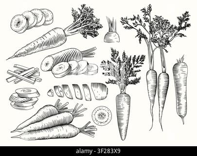 Carrots set. Vector sketch illustration of farm vegetables. Stock Vector