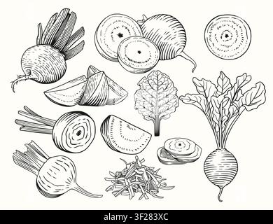 Beetroot set. Vector sketch illustration of farm vegetables. Stock Vector