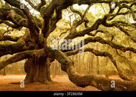 Majestic old oak tree with sprawling branches Stock Photo