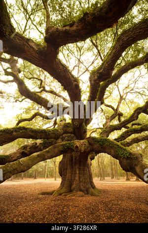 Majestic old oak tree with sprawling branches Stock Photo
