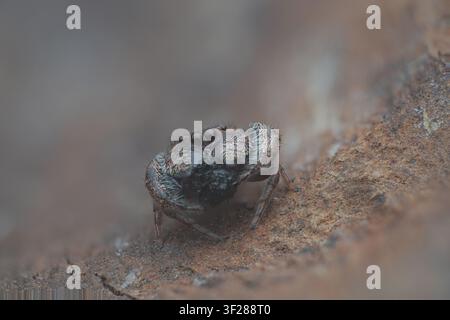 Detailed macro close-up of ajumping spider Stock Photo