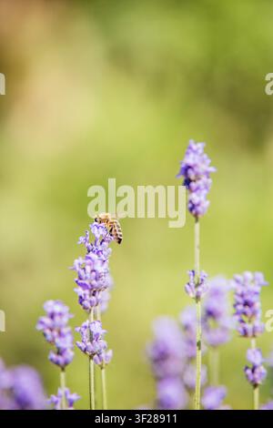 Bee Perched on Lavender Stem Closeup Stock Photo
