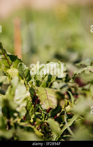 Fresh Beet Leaves Growing in Garden Stock Photo