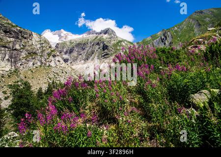 Flowers grow on a mountain slope near a glacier under a blue sky Stock Photo