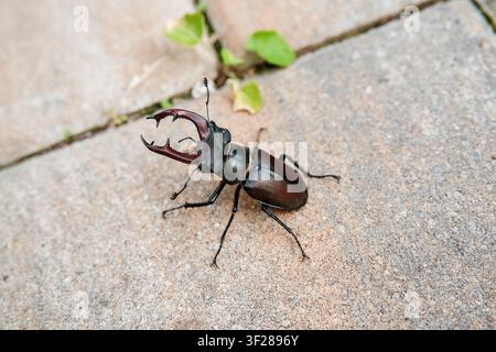 Stag Beetle (Lucanus cervus) on paving stones Stock Photo