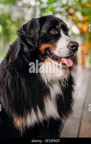 Happy Bernese Mountain Dog looking to the side Stock Photo
