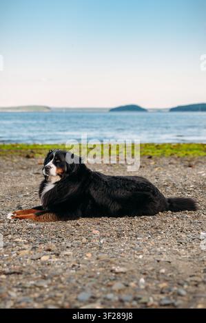 A beautiful Bernese Mountain Dog relaxes on a pebble beach Stock Photo