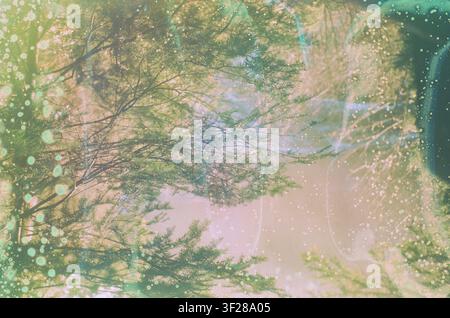 Ethereal abstract view looking up through trees Stock Photo