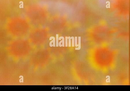 An abstract warm blur of orange flowers Stock Photo