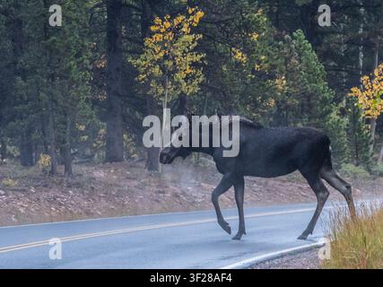 Wild moose crossing a wet forest road in autumn Stock Photo