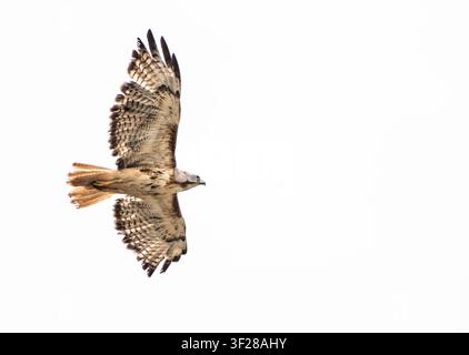 Red tailed hawk soaring against a white sky Stock Photo