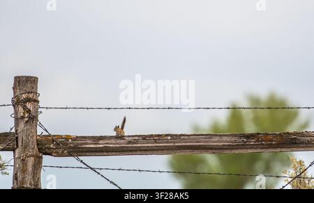 A tiny chipmunk sits on a rustic wooden fence Stock Photo