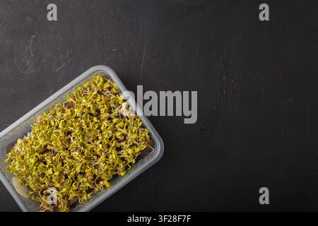 radish microgreen in plastic container on black wooden background. Young fresh sprouts, vegetable baby leaves germinated shoots Stock Photo