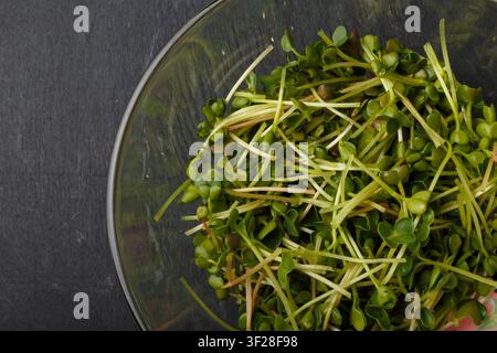 Fresh radish microgreen shoots close up in glass bowl on black background. Radish sprouts, baby leaves. Organic young microgreens macro shot. Stock Photo