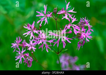 Silene flos-cuculi (syn. Lychnis flos-cuculi), the ragged-robin on a meadow. Stock Photo
