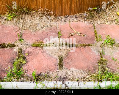 ants and growing damaging a tiled floor, outdoor close up Stock Photo