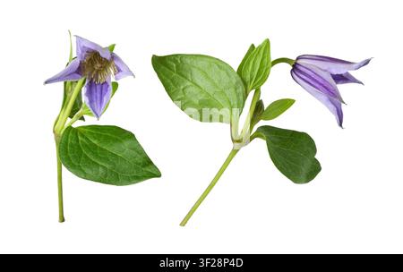 Set of purple flowers, buds and green leaves of clematis isolated on white Stock Photo