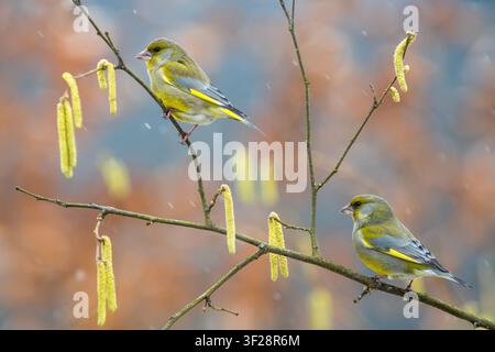 View of two European greenfinches perched on a hazel branch with yellow catkins during a light snowfall in Debrzno, Pomeranian Voivodeship, Poland. Stock Photo