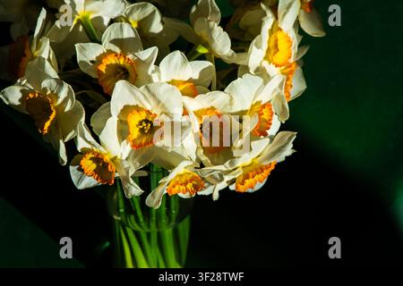 Bouquet of White Daffodils with Orange Center in Glass Vase on Green Background. Narcissus yellow Flower Bud Stock Photo