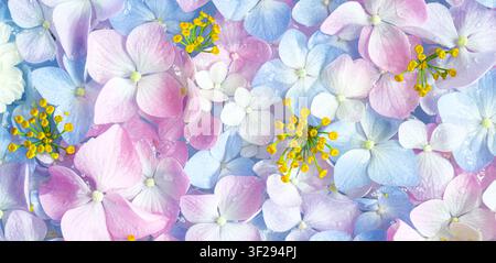 Close-up floral background with pastel pink and blue hydrangea petals, delicate texture, full frame Stock Photo