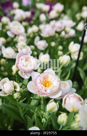 Vertical close-up of delicate multi-layered white tulips with soft pink edges and yellow centers blooming in a spring garden with selective focus. Stock Photo
