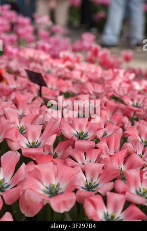 Vertical close-up of a dense flowerbed filled with wide-open pink tulips displaying unique blue-white stars in their centers on a sunny day. Stock Photo