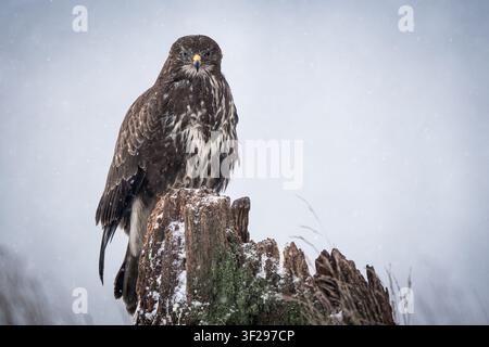 View of a common buzzard perched on a weathered tree stump during a light snowfall in Debrzno, Pomeranian Voivodeship, Poland. Stock Photo
