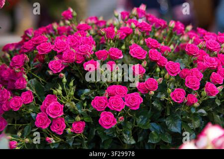 A lush, dense bush of vibrant hot pink miniature roses blooming beautifully at the Keukenhof exhibition, Netherlands. Stunning, rich floral spring bac Stock Photo