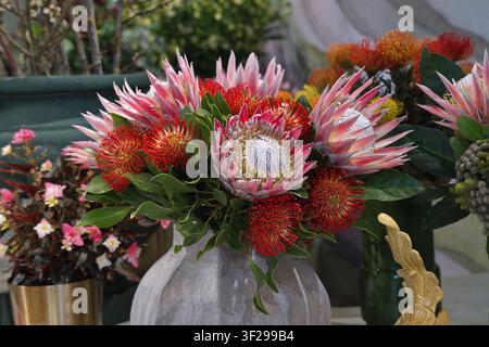 A beautiful floral arrangement featuring pink King Protea and red pincushion flowers in a textured ceramic vase at a Keukenhof exhibition display. Stock Photo