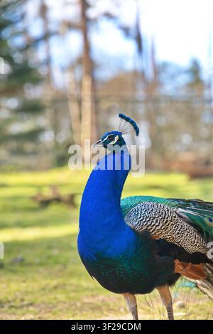 Beautiful blue male peacock showing its vibrant tail feathers in a park or farm setting with green grass and trees in the background. Stock Photo