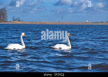 A wide shot of two elegant white mute swans (Cygnus olor) swimming in the same direction on a choppy blue lake, with a reed bank, distant wind turbine Stock Photo