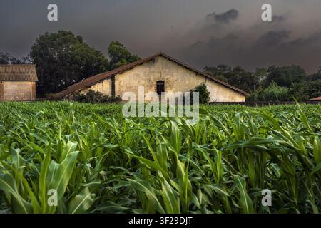 View of a field of green corn in front of a rustic weathered building under a dark stormy sky in Algeria. Stock Photo