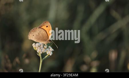 Brown butterfly resting on white wildflowers in a natural meadow, with copy space for biodiversity and pollinator themes. Stock Photo