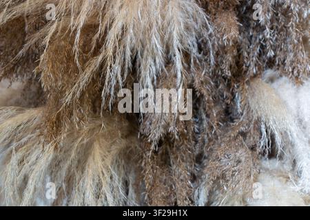 Dried pampas grass close up texture, natural beige plumes background for boho rustic home decor design Stock Photo