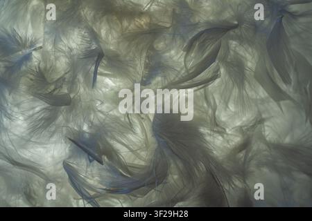 Soft white feathers close up backlit texture, delicate ethereal abstract background for design and decor Stock Photo