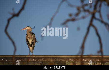 Grey heron standing on a roof Stock Photo