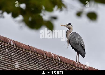 Grey heron on roof Stock Photo