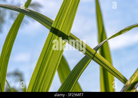 Close-up of vibrant green striped grass leaves overlapping against a bright blue sky with soft white clouds, showing detailed texture. Stock Photo