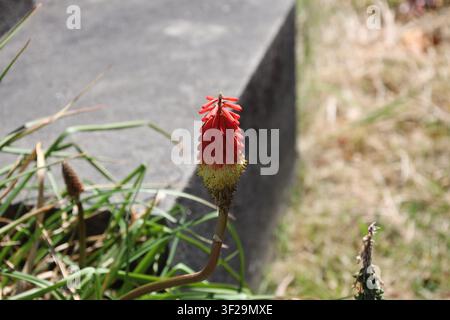 single Red Hot Poker flower, vibrant, fiery-colored torch-like inflorescence transitions fiery red, bright yellow (Kniphofia, Torch-Lily) (macro, clos Stock Photo