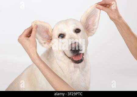 Happy golden retriever with owner gently lifting ears, routine health check on white background. Friendly smiling dog, trust, affection. Pet care, wel Stock Photo