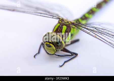Close up of dead Common green darner dragonfly (Anax junius) with damaged wing. Dragon fly.Macro shot. Stock Photo
