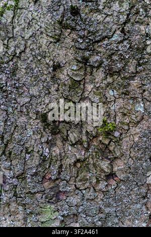 Close-up of rough tree bark featuring detailed natural texture with patches of green moss and lichen Stock Photo
