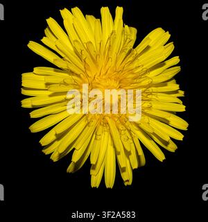 Dandelion flower head (Taraxicum officinale) high-res close up macro top down view of single yellow wildflower isolated on a black background Stock Photo
